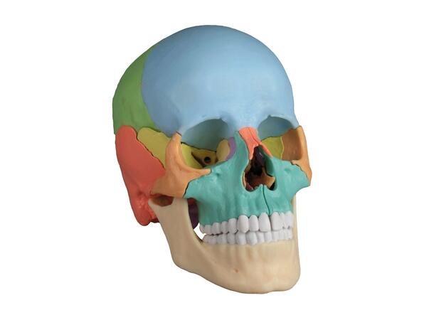 Osteopathic Hodeskalle 22 deler Didactical Versjon